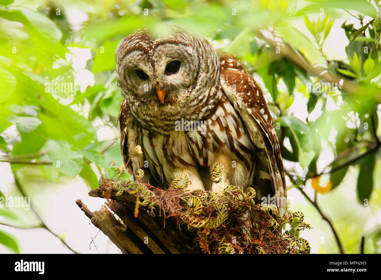 Strix Vari Barred Owl (Strix varia) sitting on a tree, United States of America ...