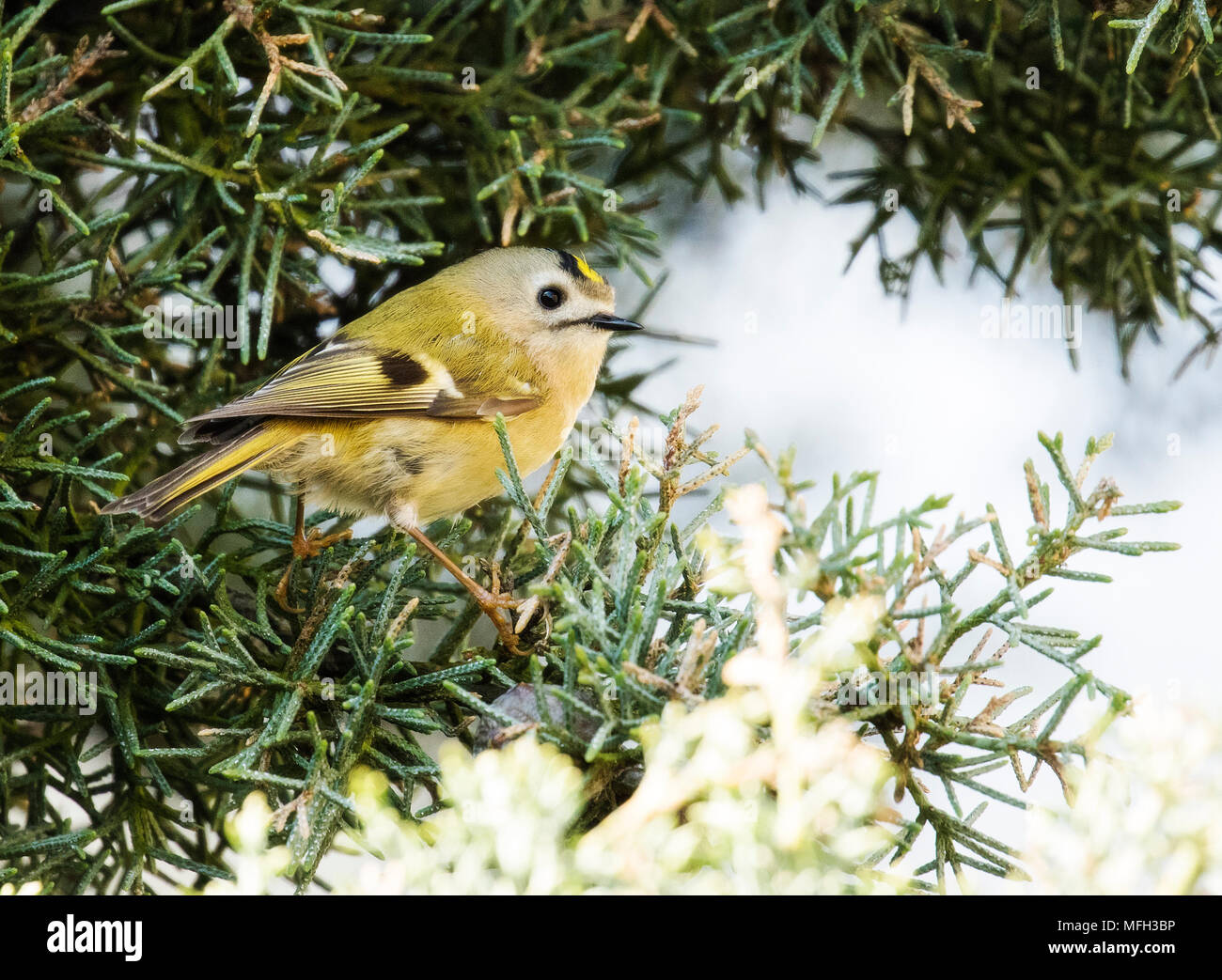 Goldcrest on a Juniper tree Stock Photo