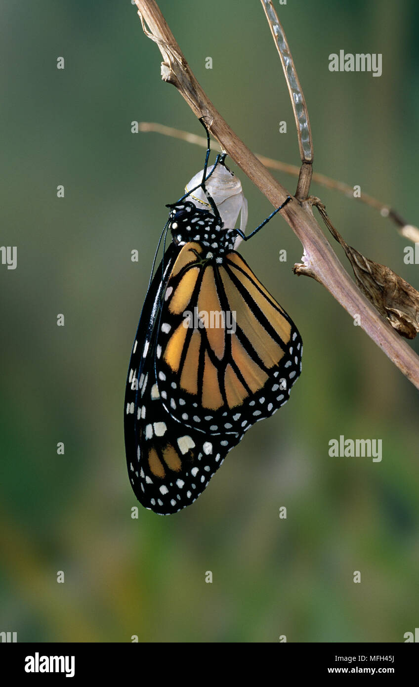 MONARCH BUTTERFLY  Danaus plexippus drying wings after emerging from chrysalis Stock Photo