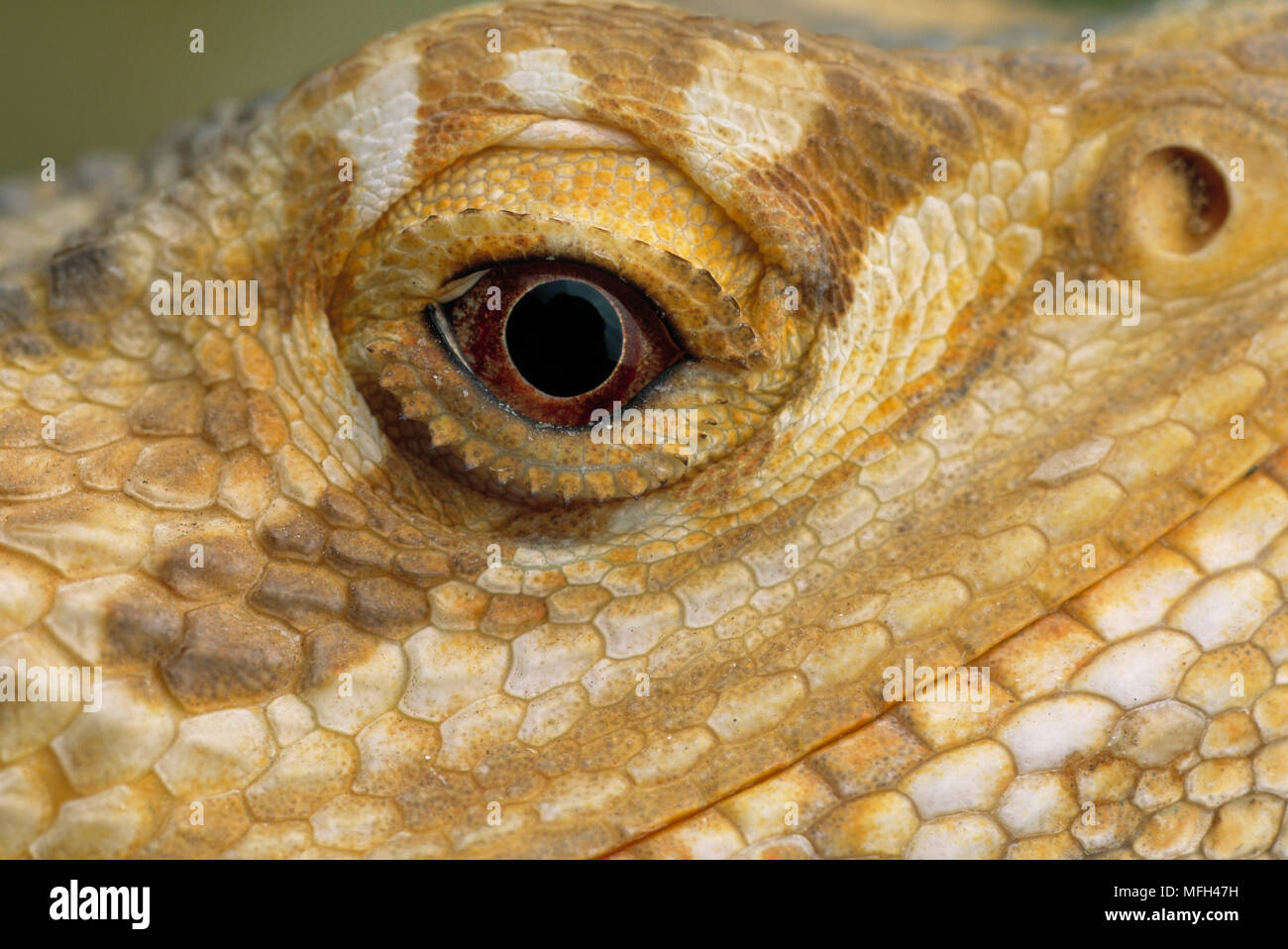 BEARDED DRAGON eye detail  Amphibolurus barbatus  Lizard native to Australia Stock Photo