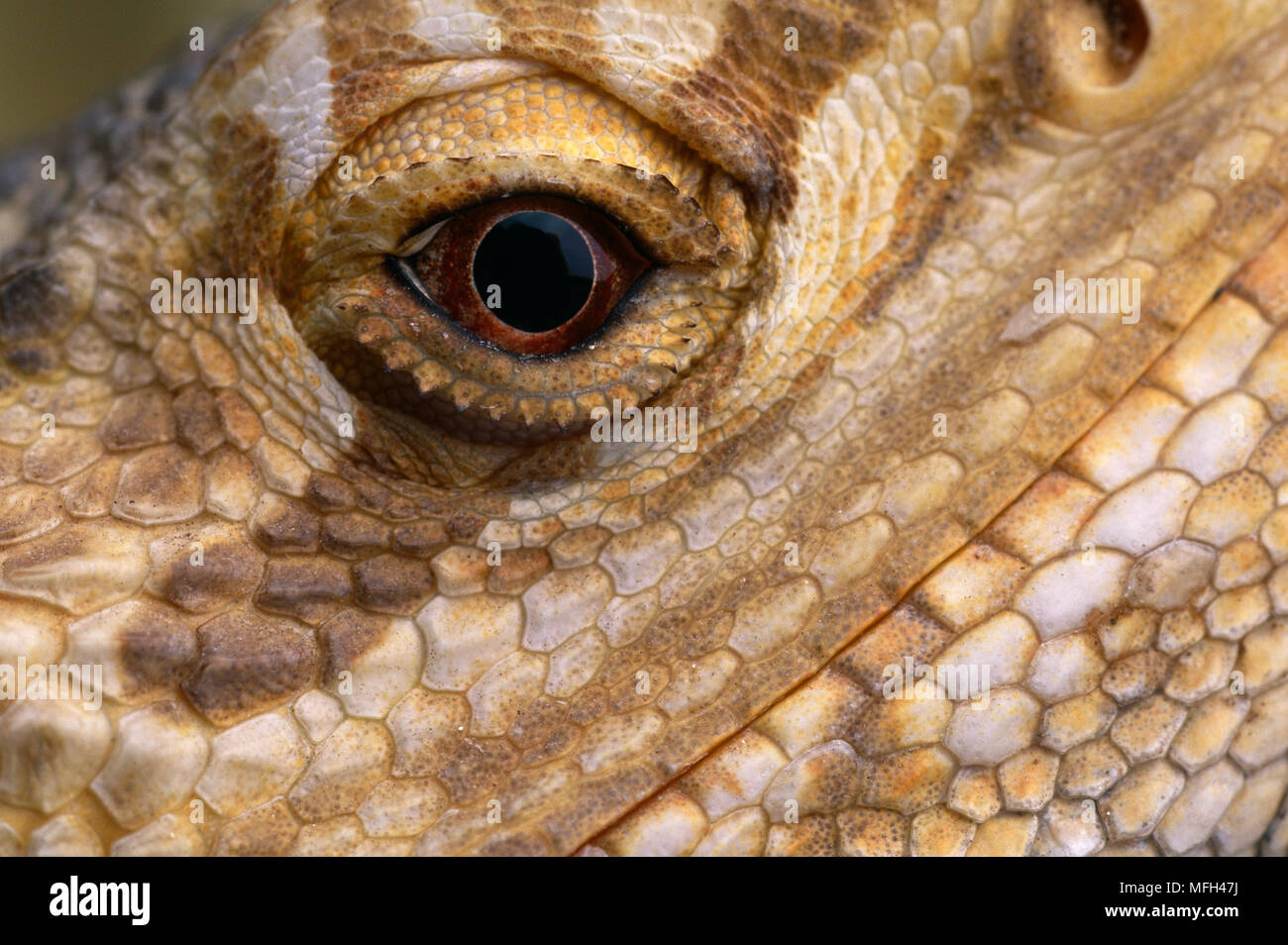 BEARDED DRAGON  eye detail  Amphibolurus barbatus Lizard native to Australia Stock Photo
