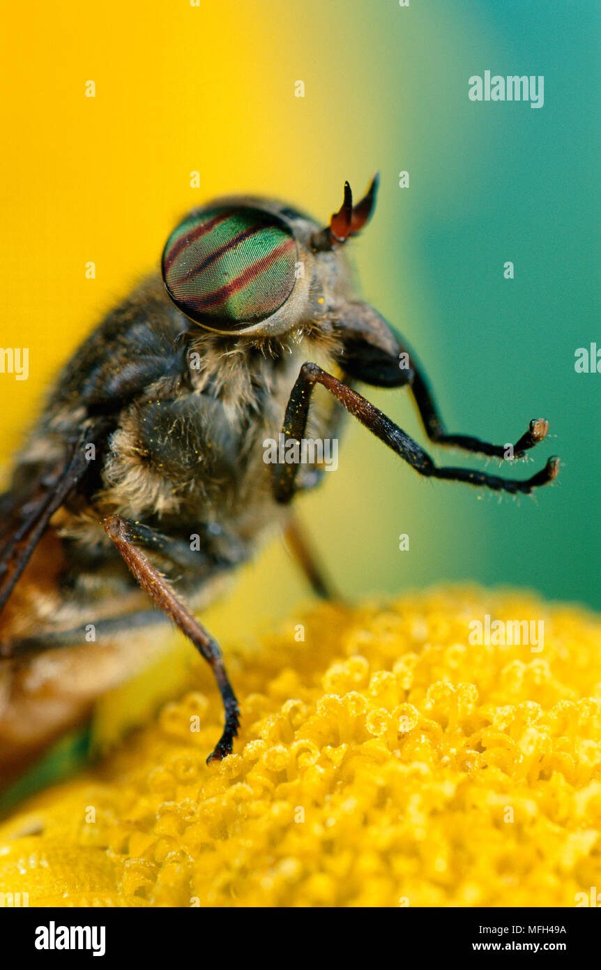 TABANID HORSEFLY male head & thorax detail  (Male is nectar-feeder) Stock Photo