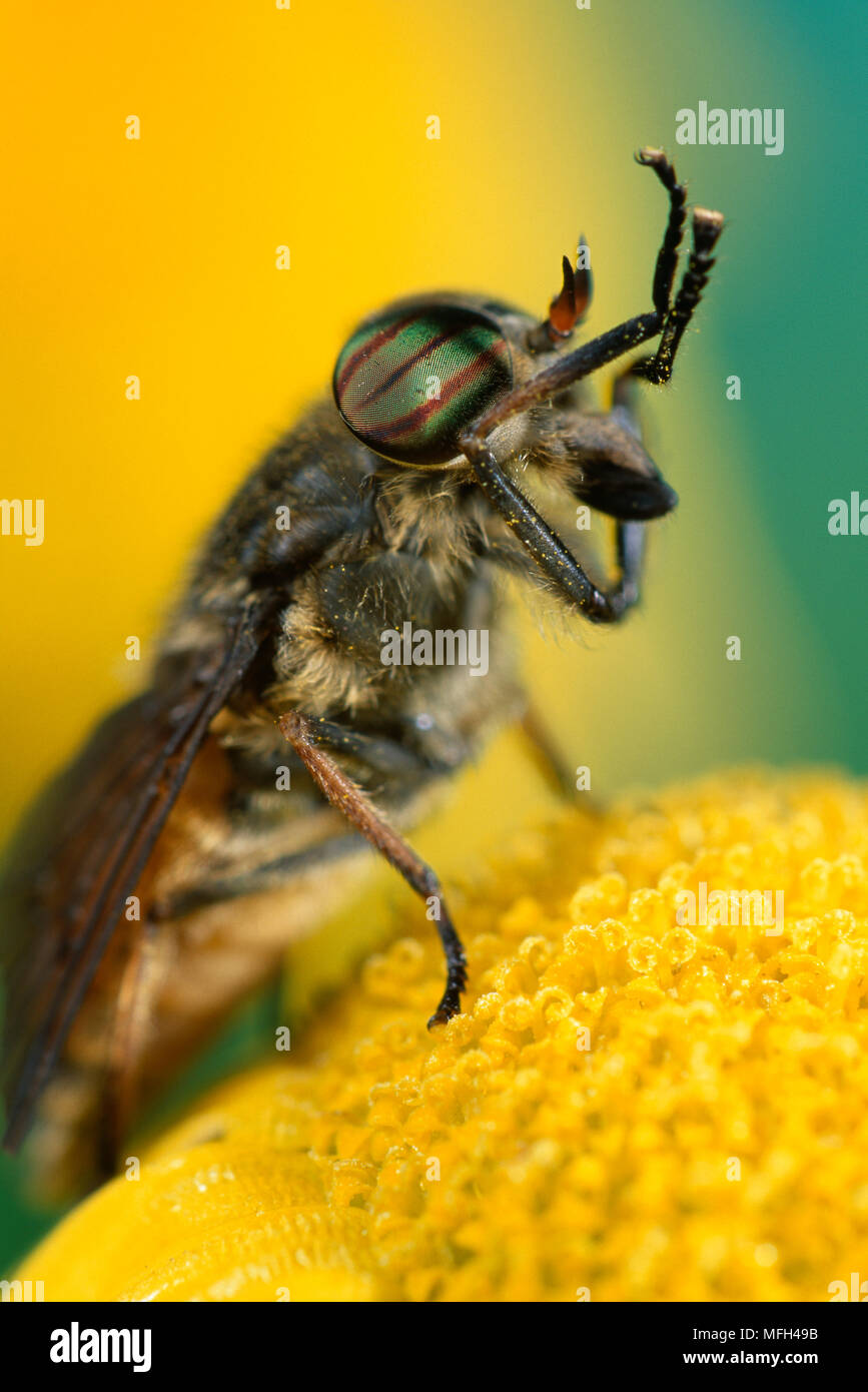 TABANID HORSEFLY  male head & thorax detail Male is nectar-feeder Stock Photo