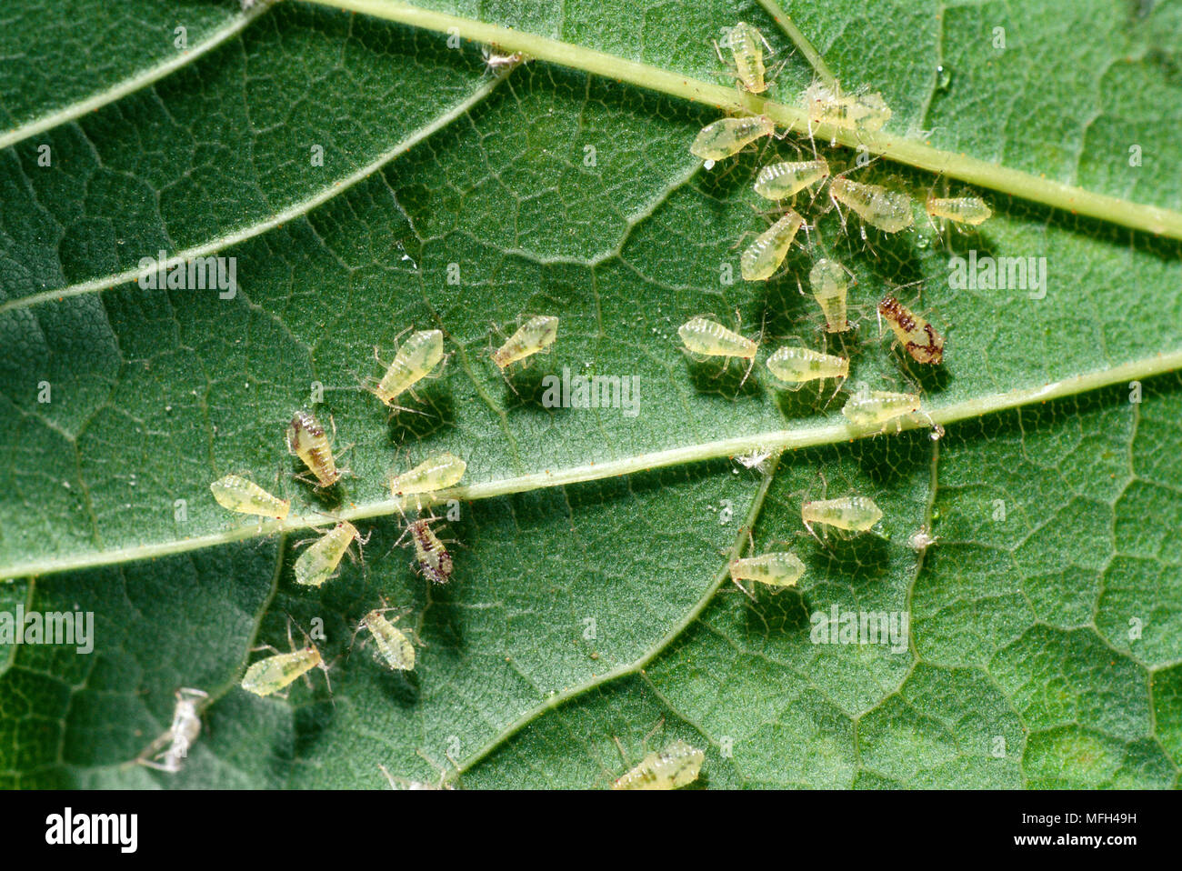 GREEN APHIDS or GREENFLY Wingless group on underside of mint leaf Stock