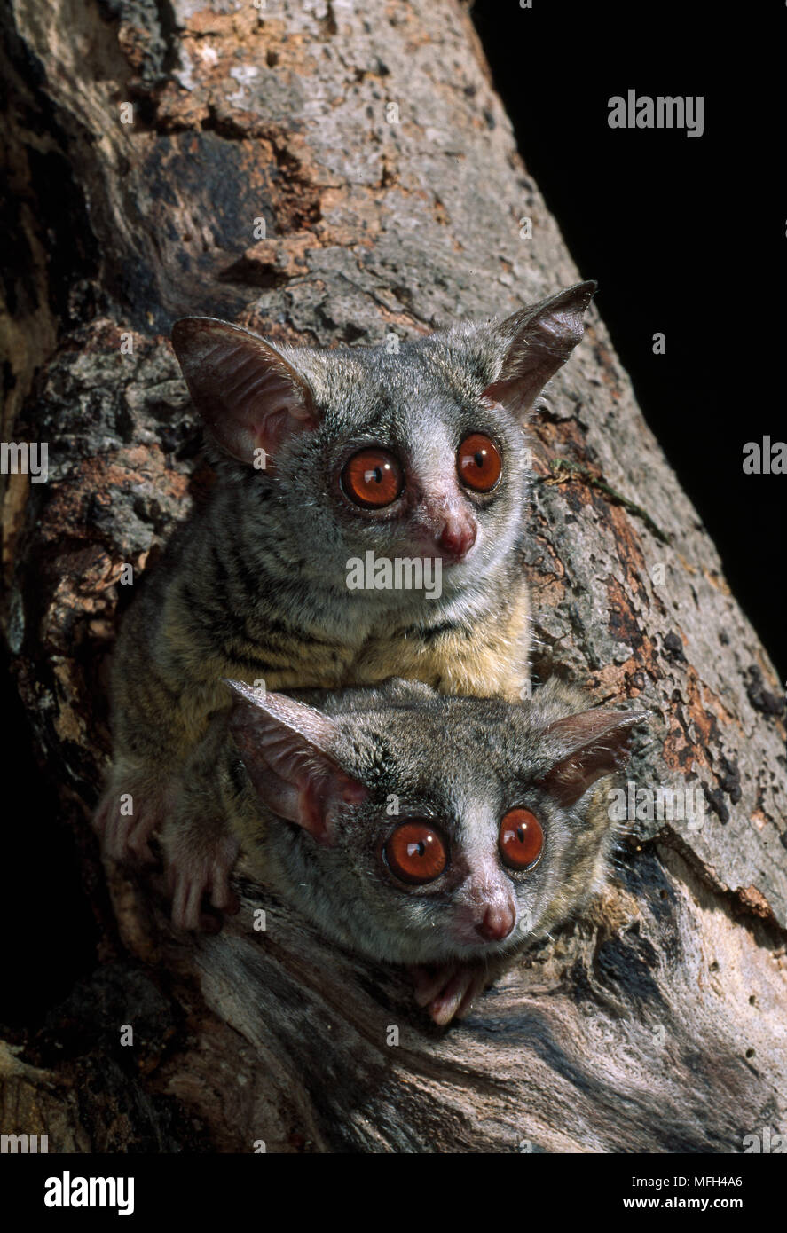 LESSER BUSH BABY  two Galago senegalensis  on lookout from tree  Also called Lesser Galago Stock Photo