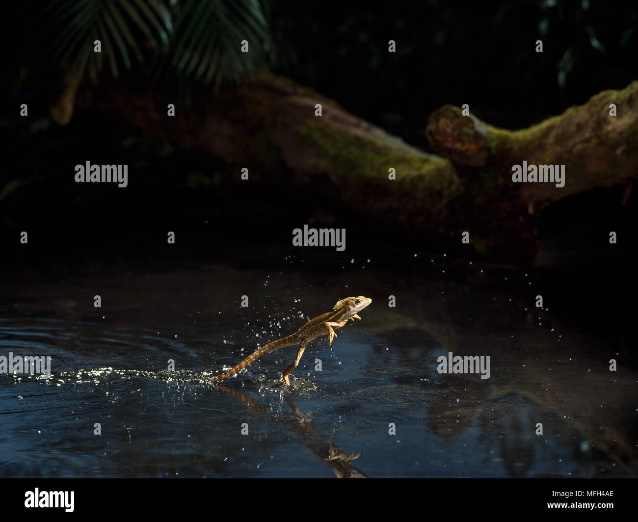 Lizard Running On Water