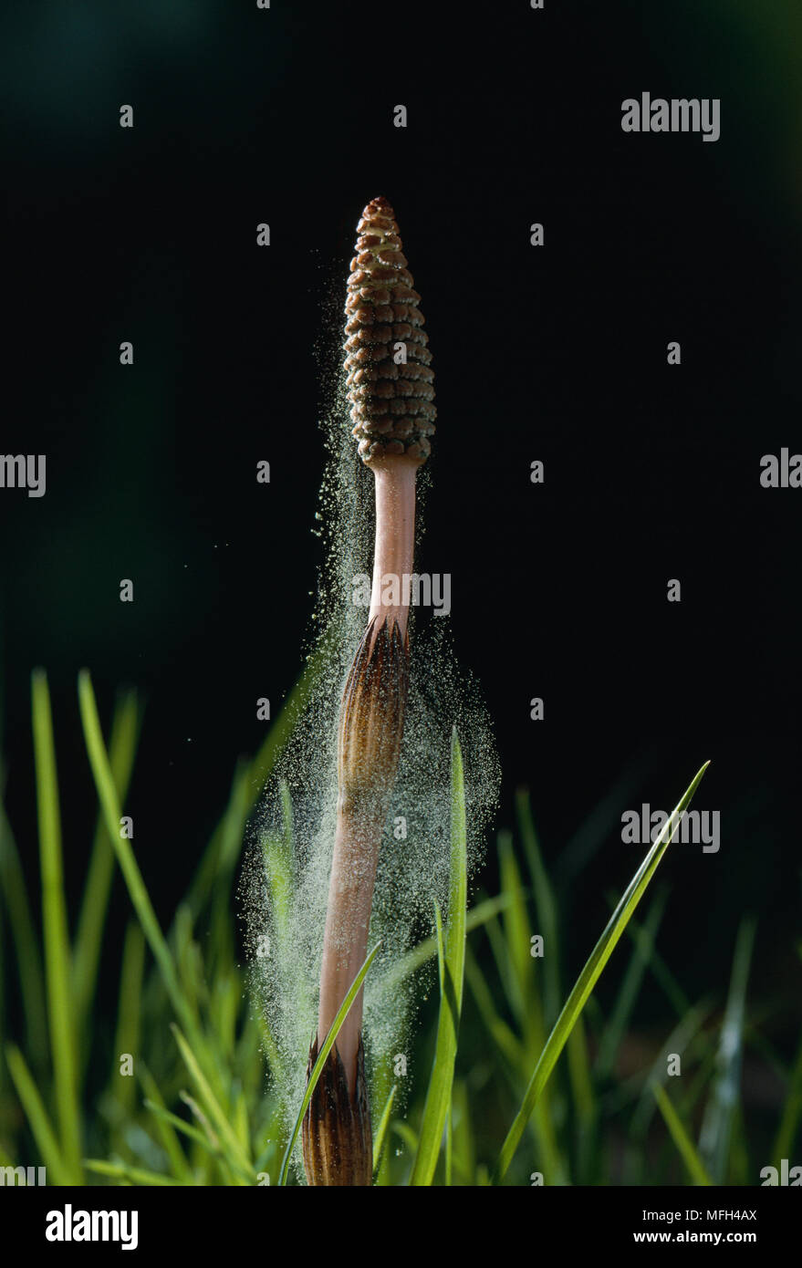 COMMON HORSETAIL Equisetum arvense shedding pollen Stock Photo Alamy
