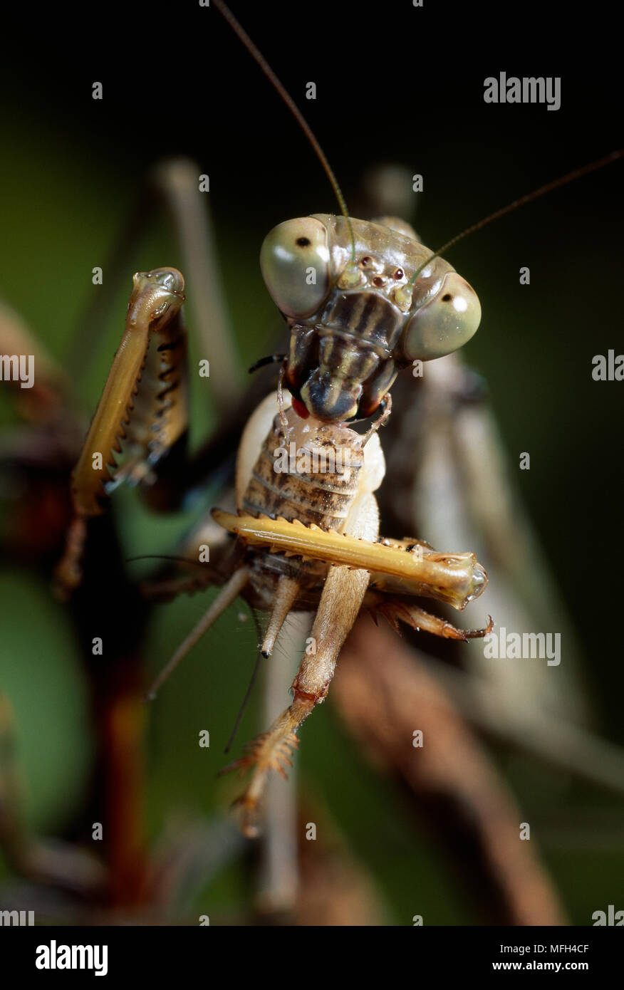 PRAYING MANTID eating prey showing eyes & mouthparts  Madagascar Stock Photo