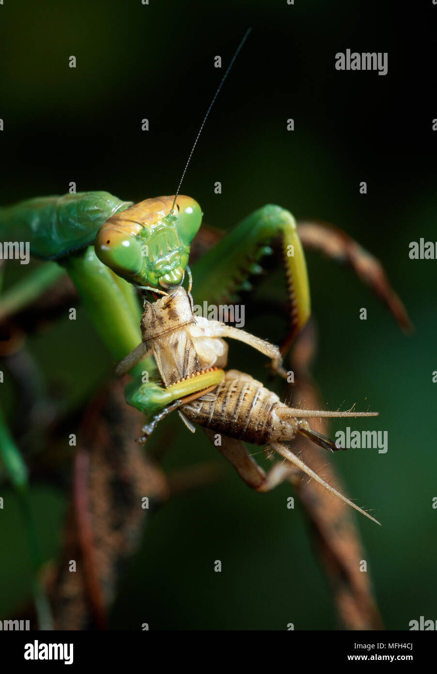 PRAYING MANTID  eating prey  Madagascar Stock Photo