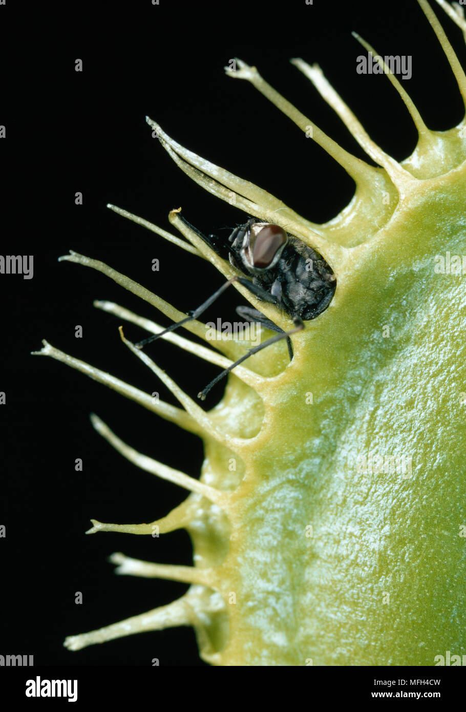 VENUS FLY TRAP with fly prey Dionaea muscipula Trap sprung by touching trigger hairs at leaf