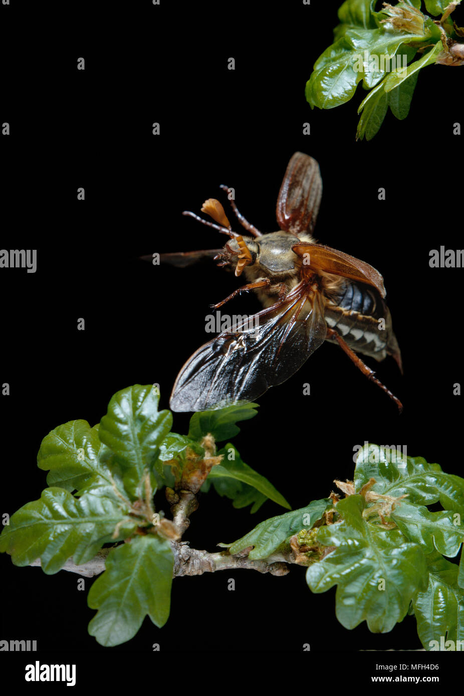 COCKCHAFER or MAYBUG Melolontha melolontha in flight over Oak foliage Stock Photo