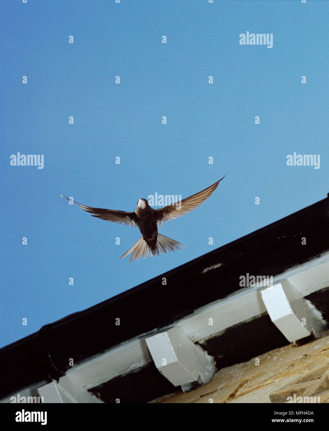 SWIFT in flight Apus apus from eaves of building Stock Photo - Alamy
