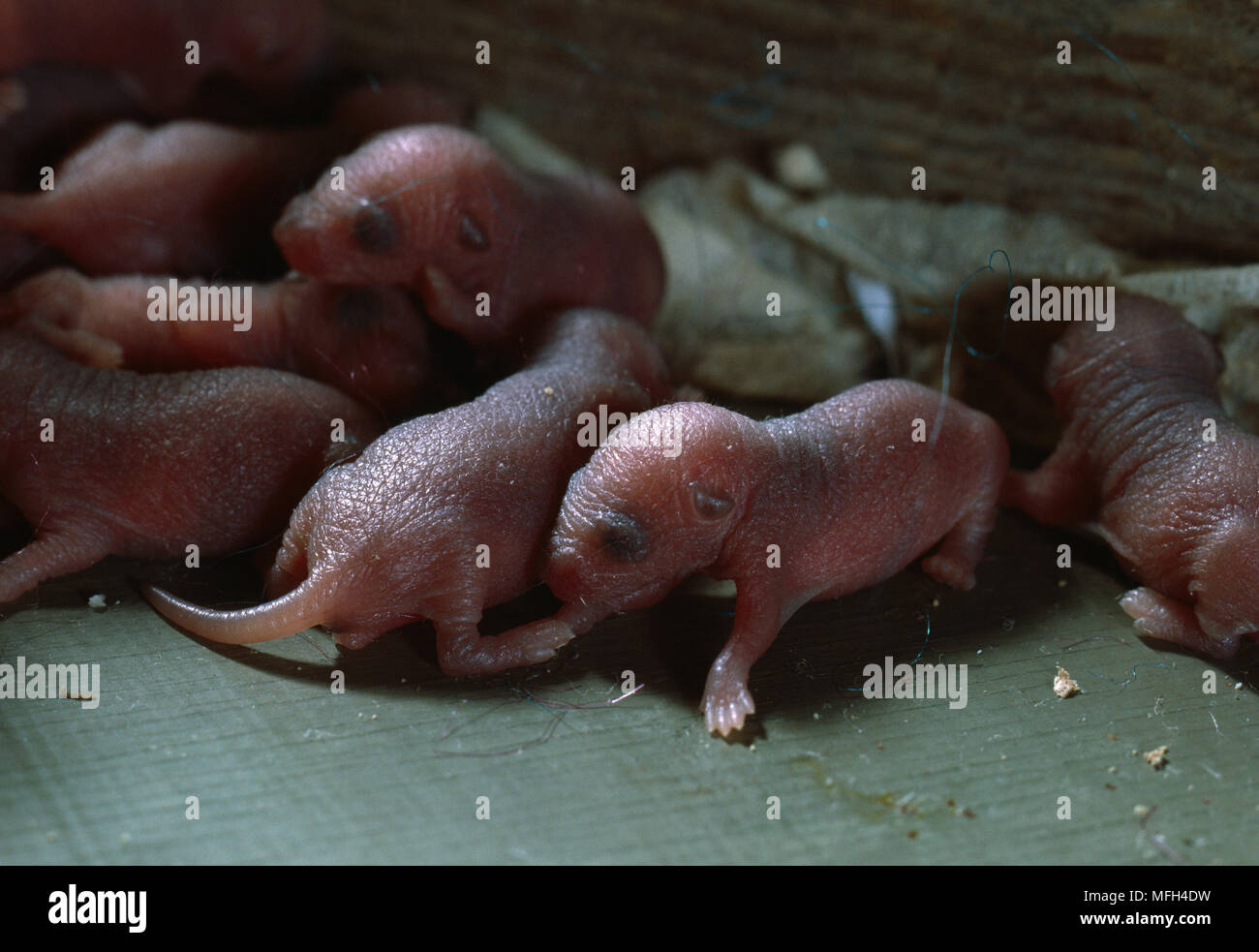 HOUSE MOUSE litter Mus musculus Stock Photo