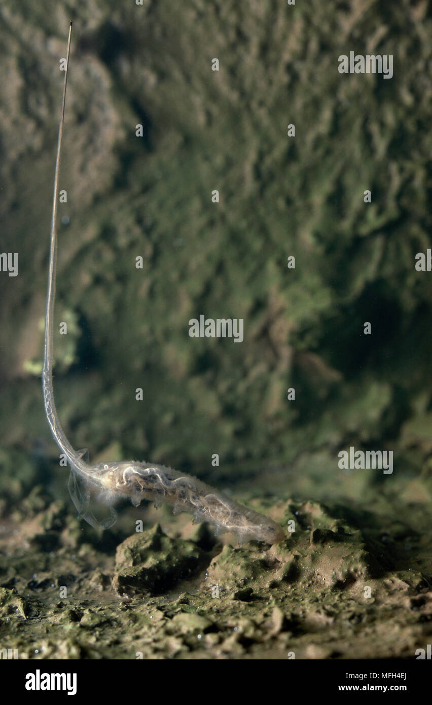 Are Rat Tailed Maggots Harmful To Dogs