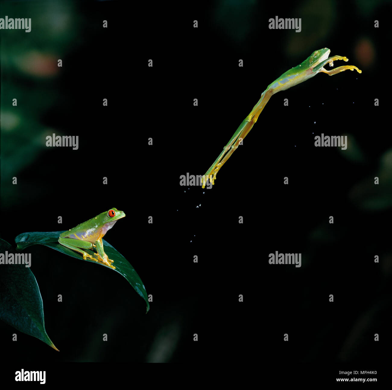 Red eyed tree frog jumping hi-res stock photography and images - Alamy