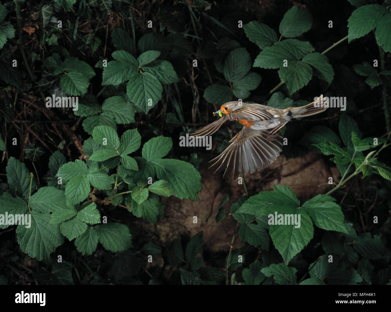 ROBIN in flight Erithacus rubecula with food for young Stock Photo - Alamy