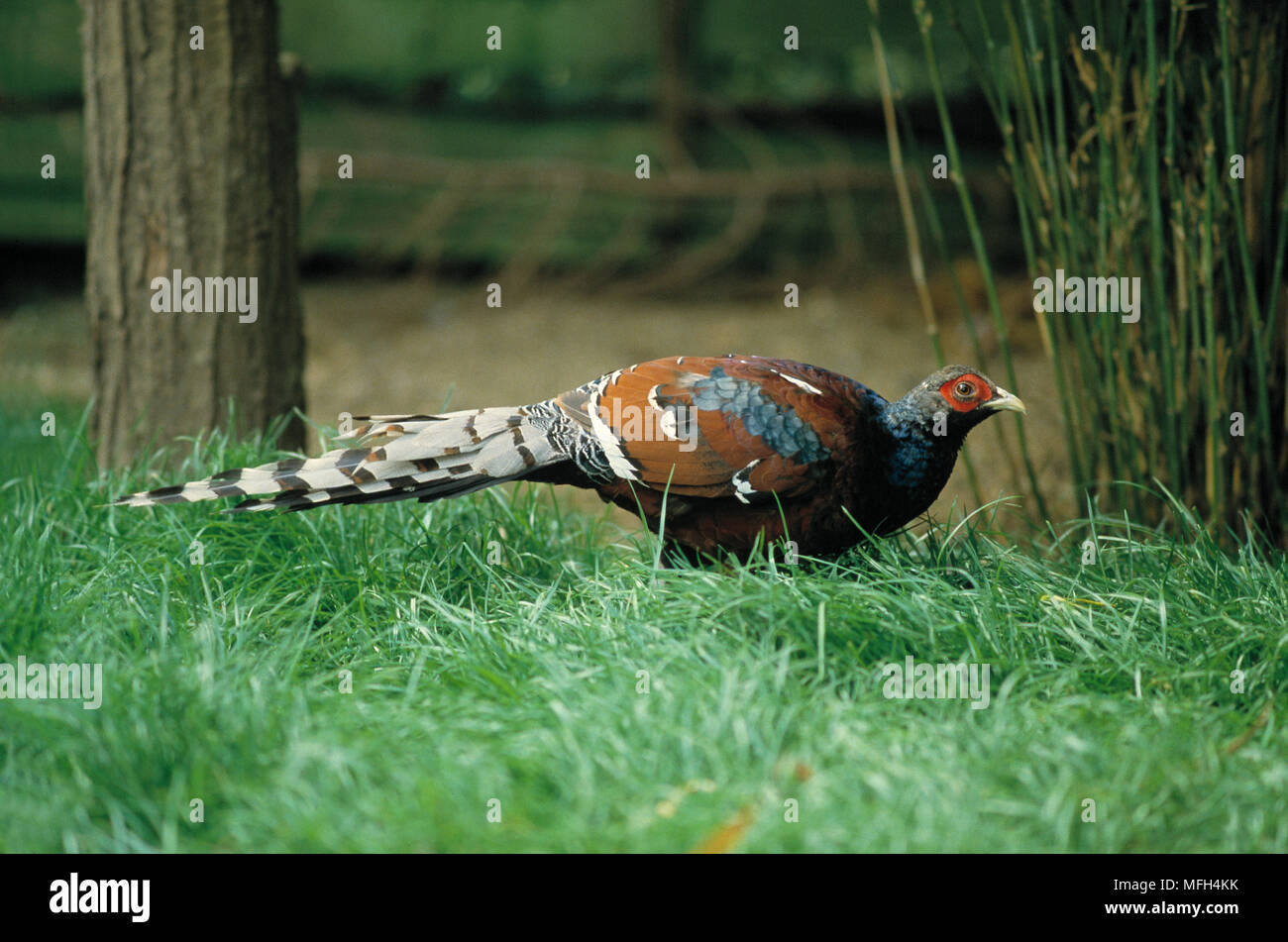 HUME'S BARTAILED PHEASANT Syrmaticus humiae on grass Stock Photo Alamy