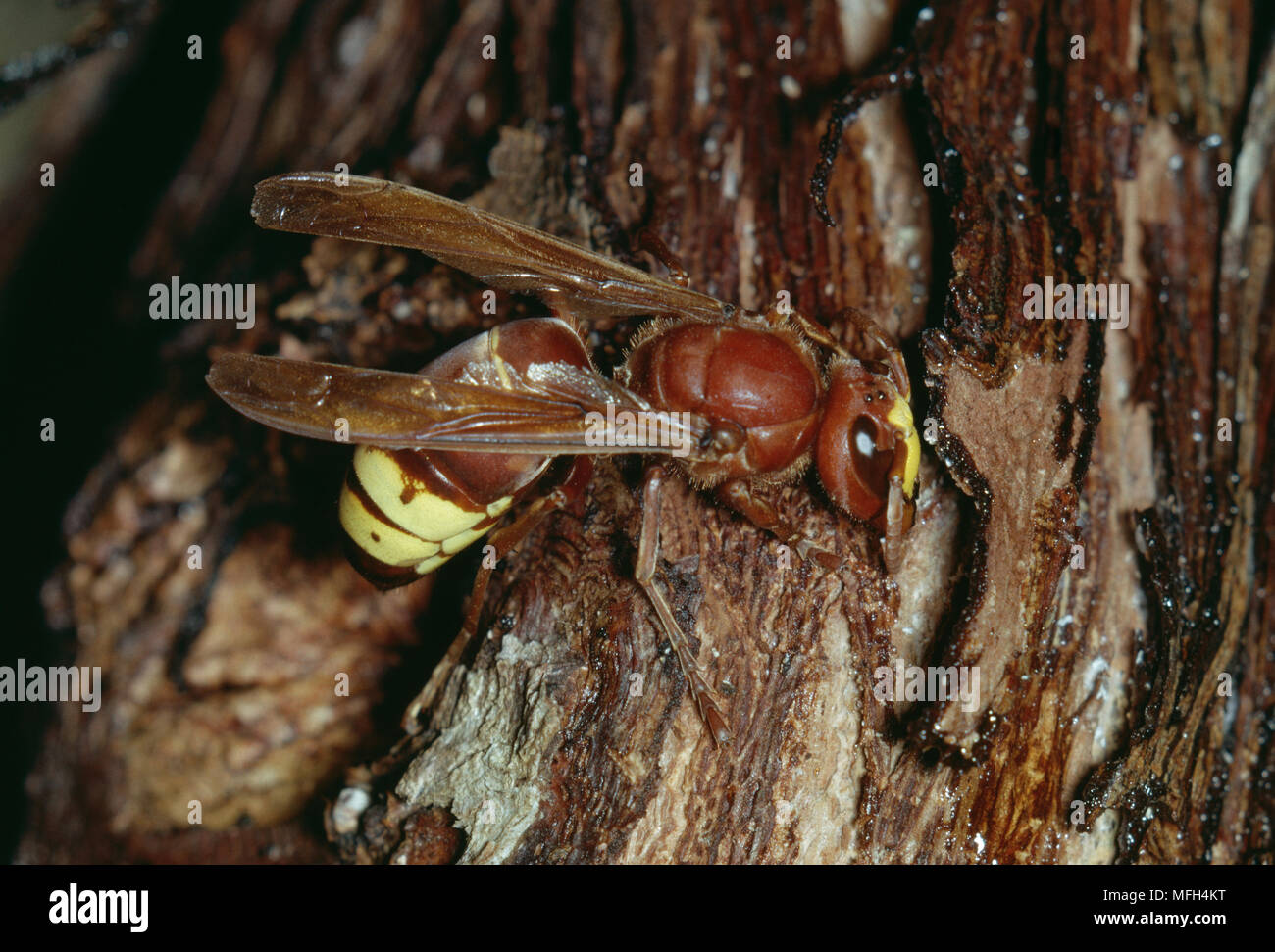 ORIENTAL HORNET on bark Vespa orientalis    Lebanon, Middle East Stock Photo