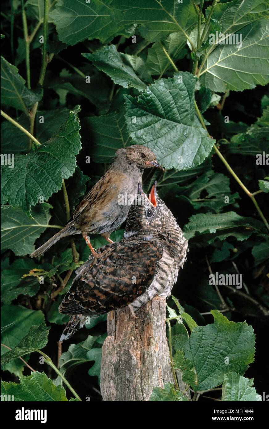 CUCKOO young Cuculus canorus perched on post being fed by dunnock foster parent Stock Photo