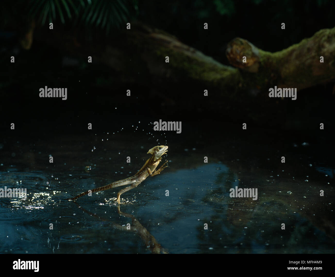 Basilisk lizard running water hires stock photography and images Alamy