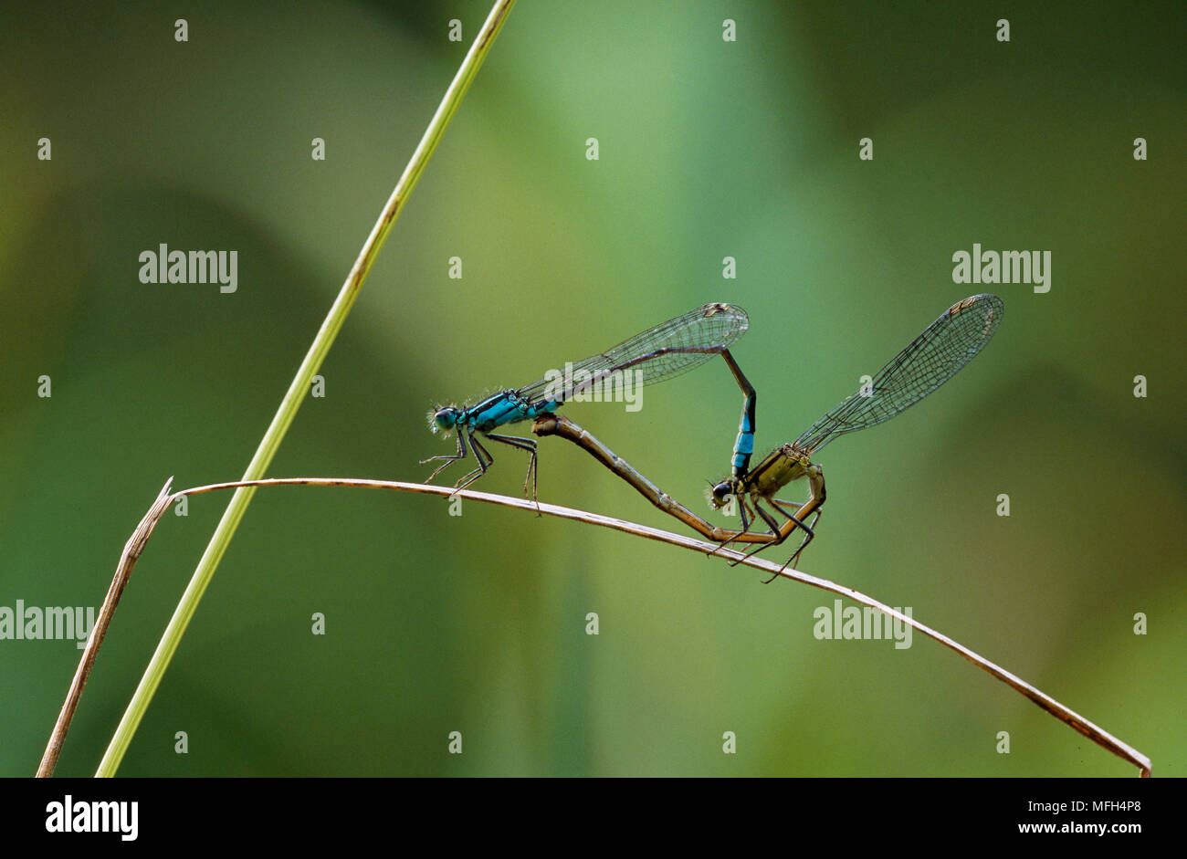 BLUE-TAILED DAMSELFLY Ischnura elegans pair on reed stem, mating Stock ...