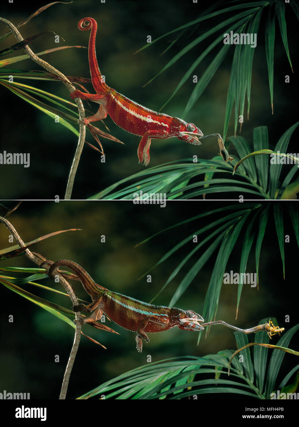 PANTHER CHAMELEON Chamaeleo pardalis catching insect prey sequence Image carries 50% surcharge Stock Photo