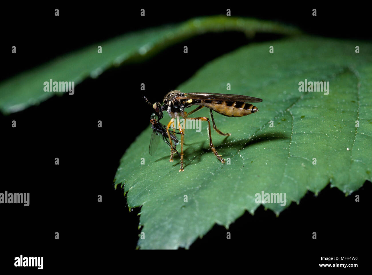 ROBBER-FLY  with prey Dioctria linearis Stock Photo