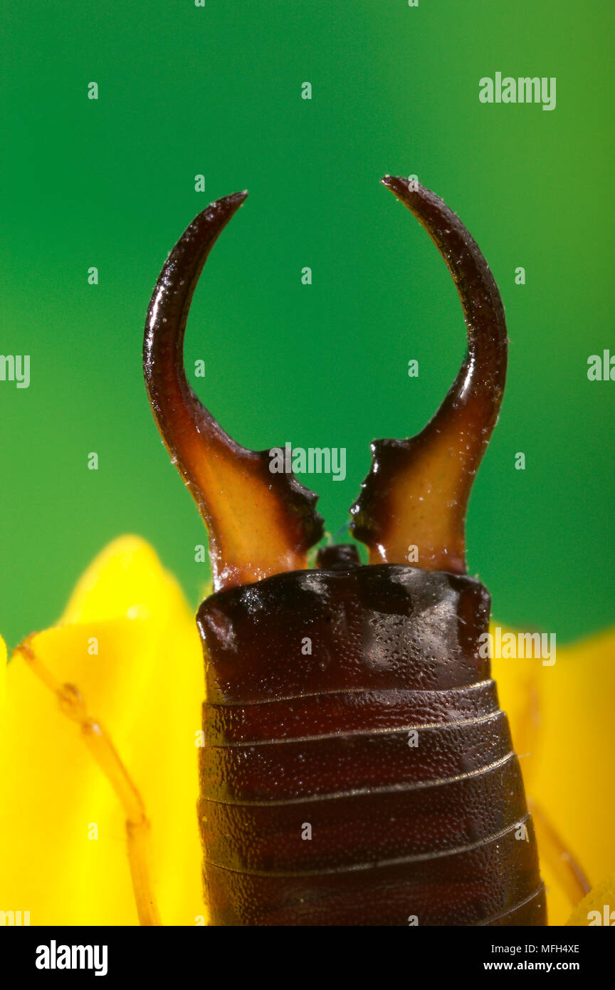 EARWIG close detail of pinchers Forficula auricularia Stock Photo