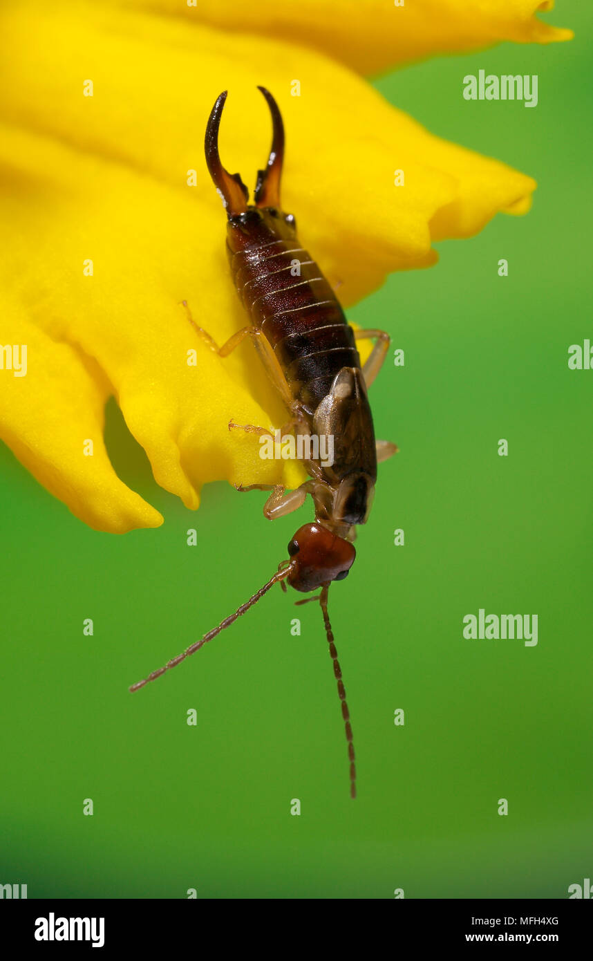 Forficula auricularia female insect hi-res stock photography and images ...