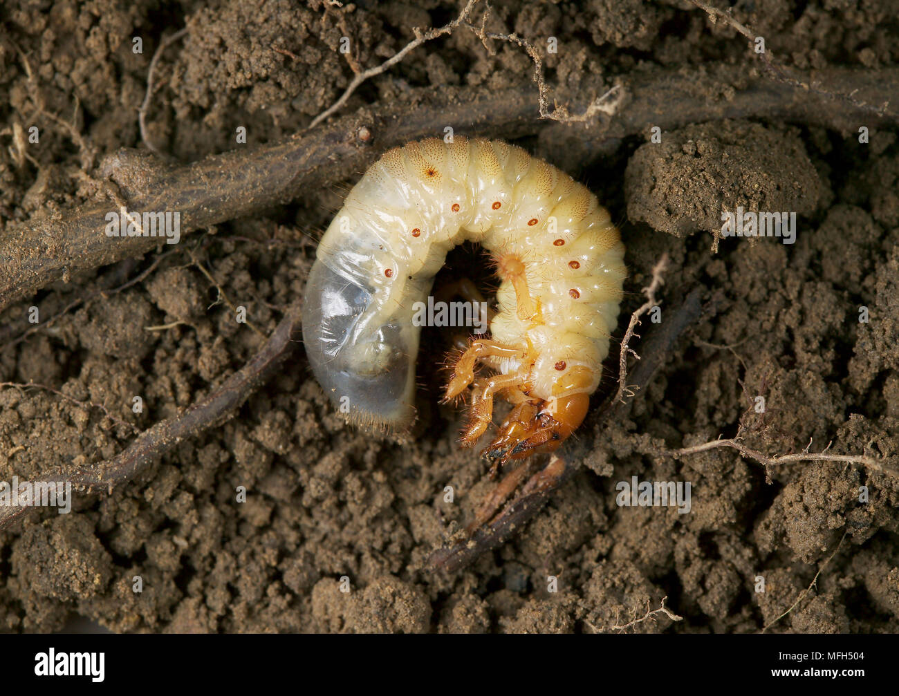 COCKCHAFER or MAYBUG  Melolontha melolontha larva Stock Photo