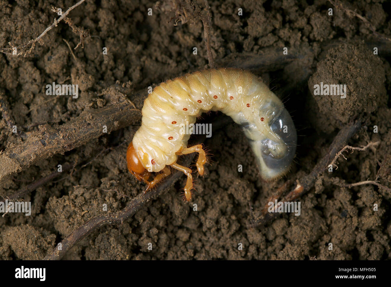 COCKCHAFER or MAYBUG  Melolontha melolontha larva Stock Photo