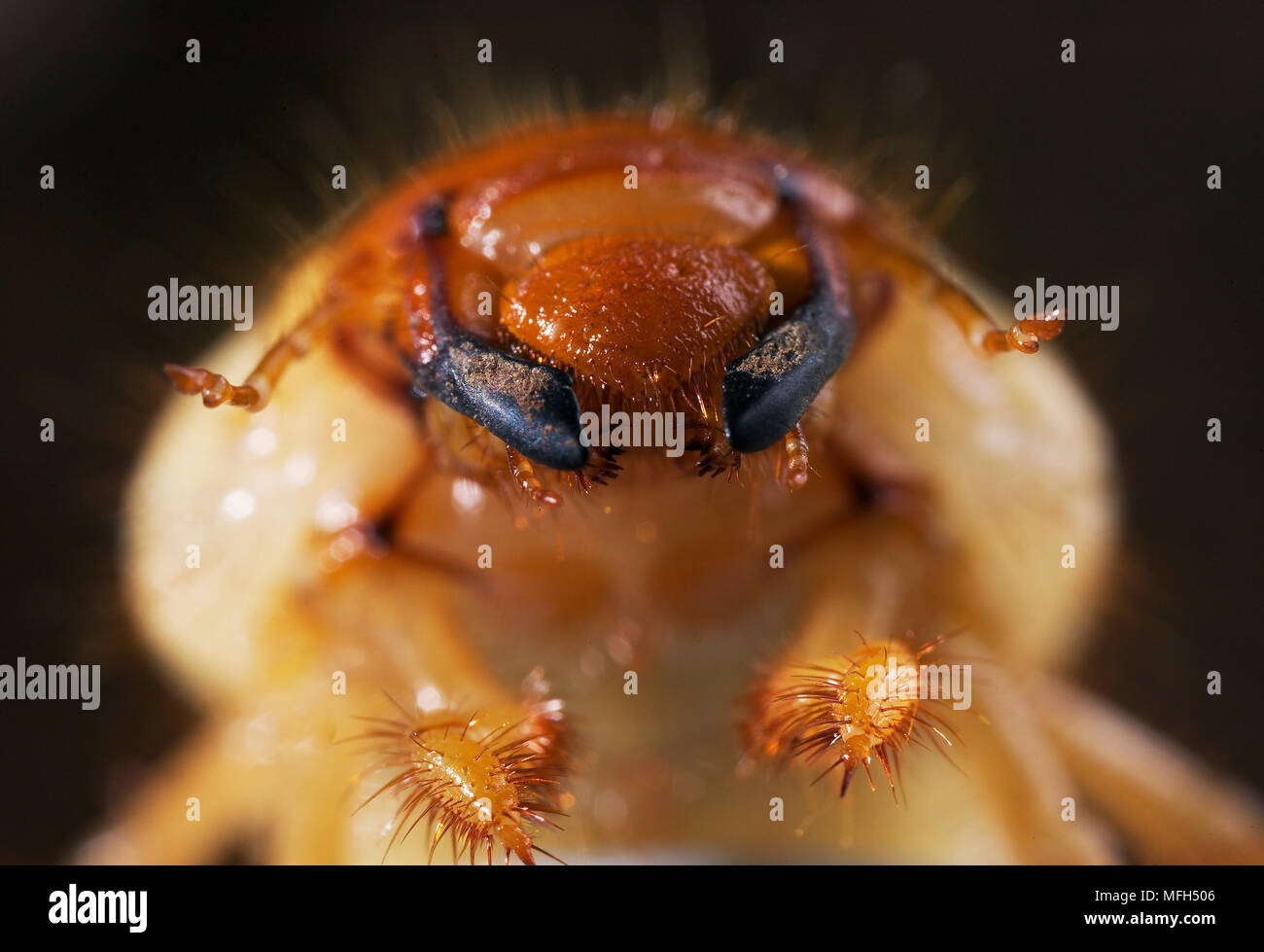 COCKCHAFER or MAYBUG larva Melolontha melolontha close up of face Stock Photo