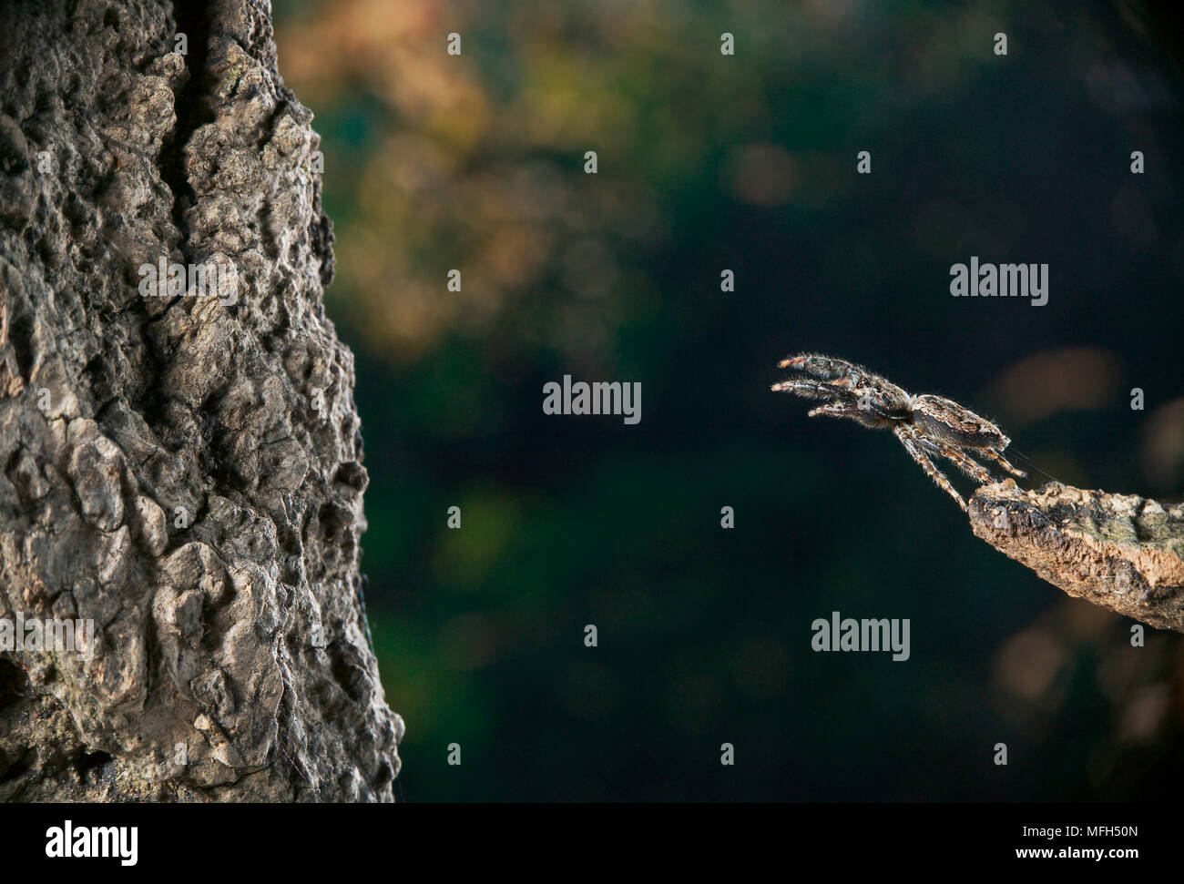 FENCEPOST SPIDER jumping Marsippa muscosa Sussex, UK Stock Photo