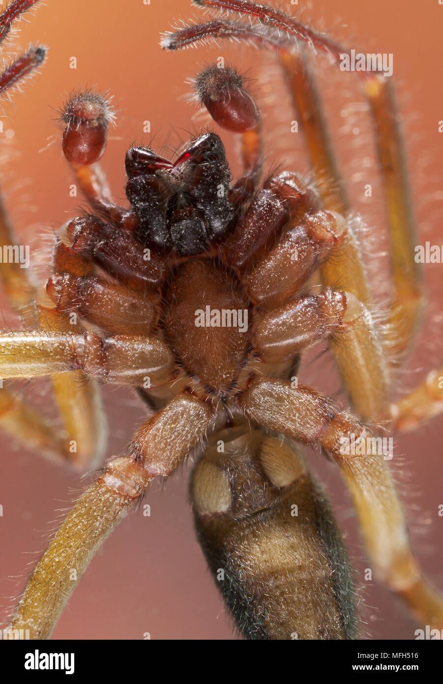 MOUSE SPIDER male on window-pane Scotophaeus blackwalli Also known as ...