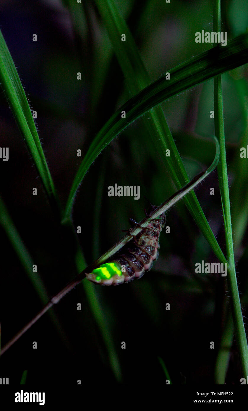 GLOWWORM female glowing Lampyris noctiluca Sussex, UK Stock Photo Alamy