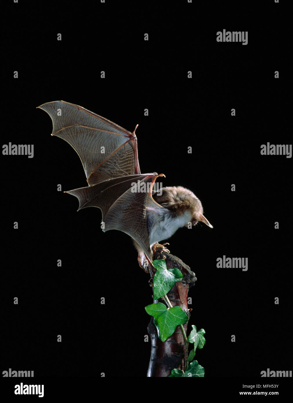 MOUSEEARED BAT in flight, Myotis myotis catching cricket Stock Photo Alamy