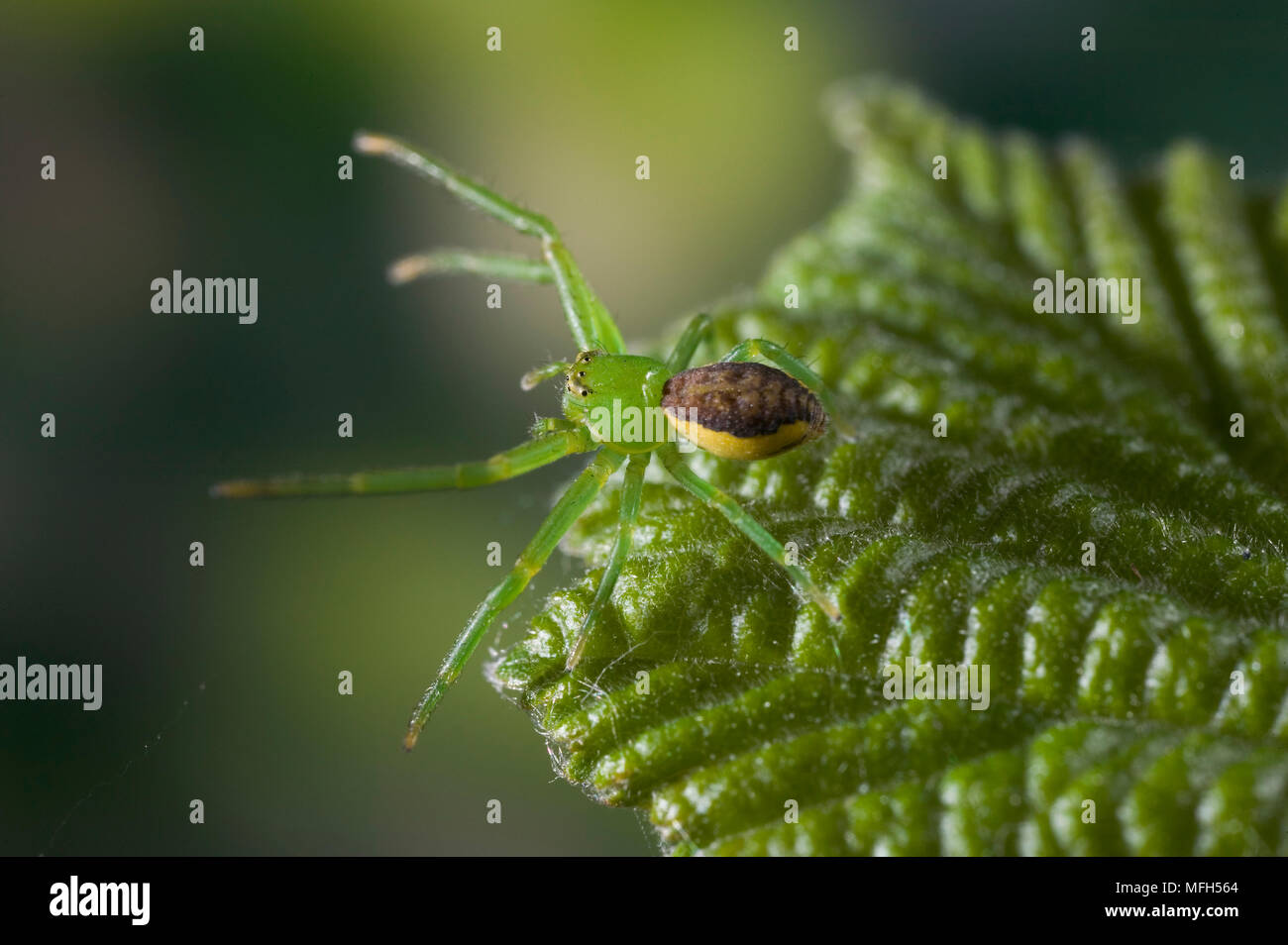 CRAB SPIDER female Diaea dorsata Thomisidae Stock Photo Alamy