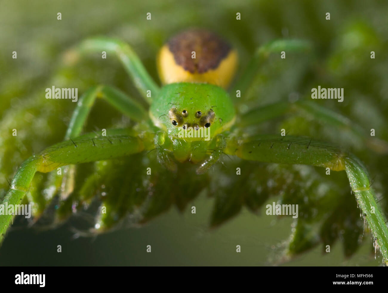 CRAB SPIDER female Diaea dorsata (Thomisidae Stock Photo Alamy