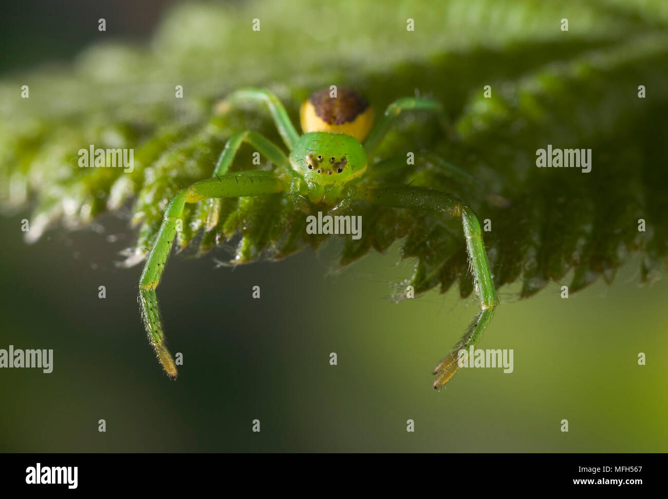 CRAB SPIDER female Diaea dorsata (Thomisidae Stock Photo Alamy