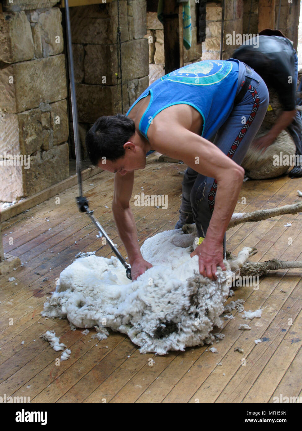 SHEEP SHEARING New Zealand Stock Photo Alamy
