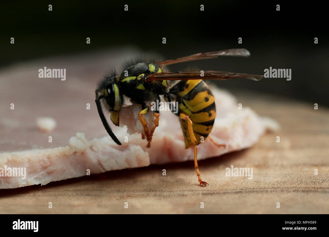 COMMON WASP  Vespa vulgaris About to take off with morsel of ham Stock Photo