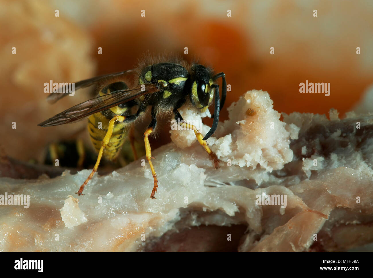 COMMON WASP  Vespa vulgaris Feeding on chicken bone Stock Photo