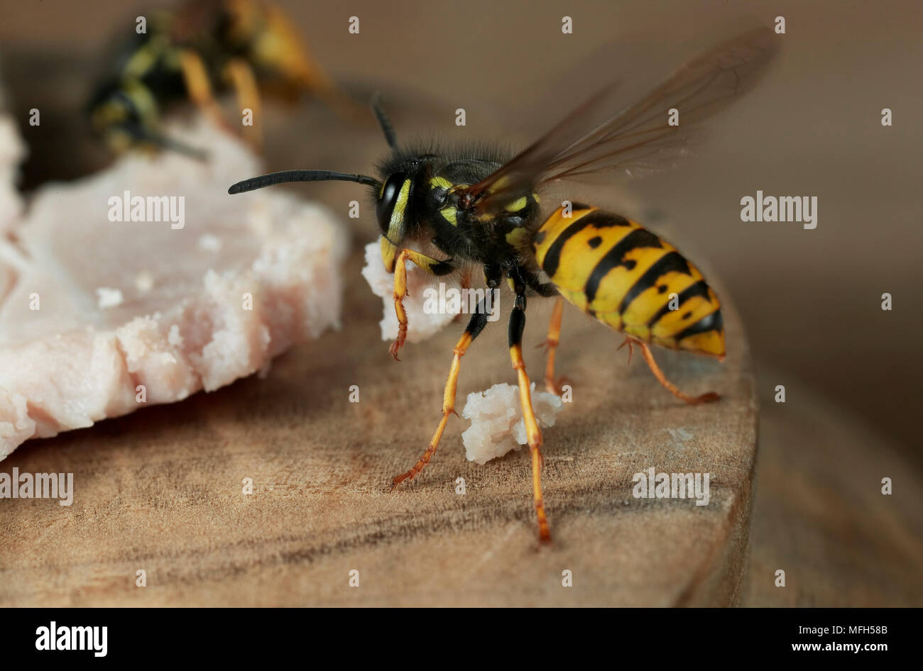 COMMON WASP  Vespa vulgaris Taking off with morsel of ham Stock Photo