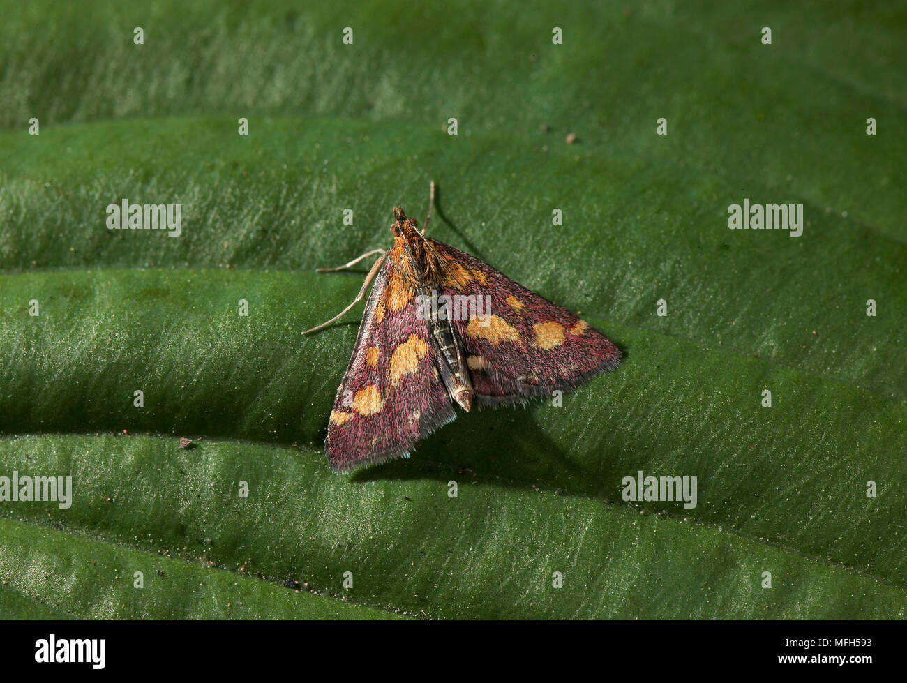 PYRALID MICRO-MOTH Pyrausta purpuralis Pyralidae - Microlepidoptera ...