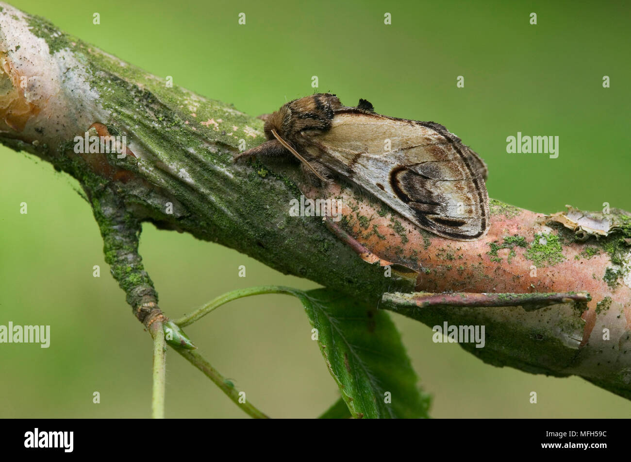 PEBBLE PROMINENT MOTH Notodonta ziczac Stock Photo