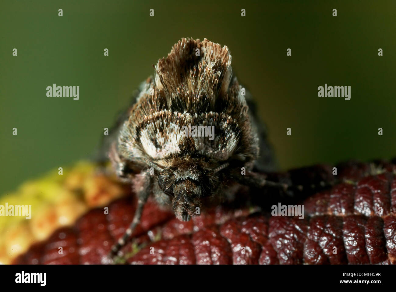 Spectacle Moth Spectacle moth hi-res stock photography and images - Alamy