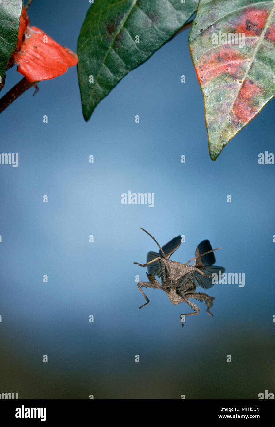 Florida beetles hires stock photography and images Alamy