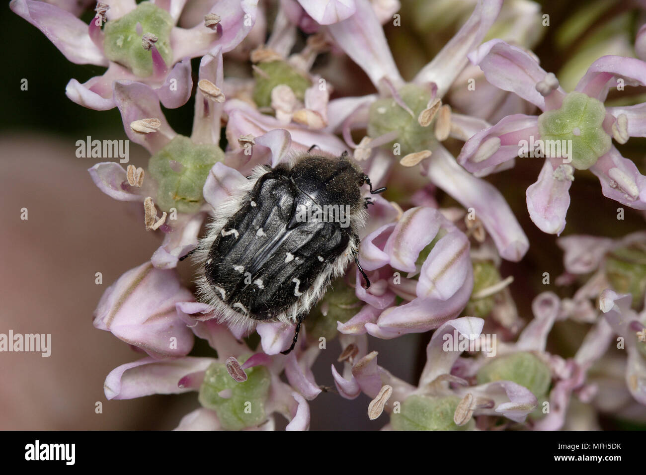 APPLE BLOSSOM BEETLE or CHAFER Tropinota hirta on allium Cyprus Stock Photo