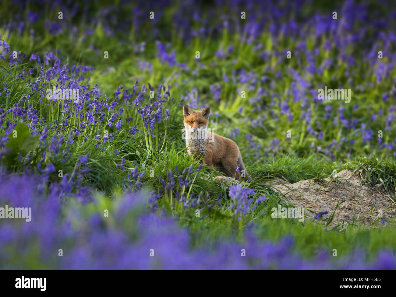 EUROPEAN RED FOX cub and bluebells Vulpes vulpes Sussex, UK Stock Photo