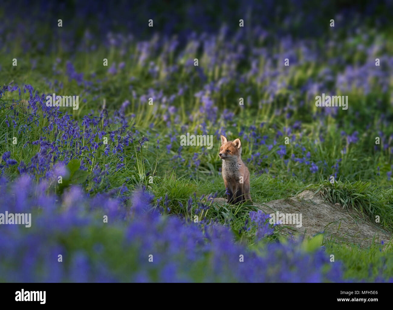 EUROPEAN RED FOX cub and bluebells Vulpes vulpes Sussex, UK Stock Photo